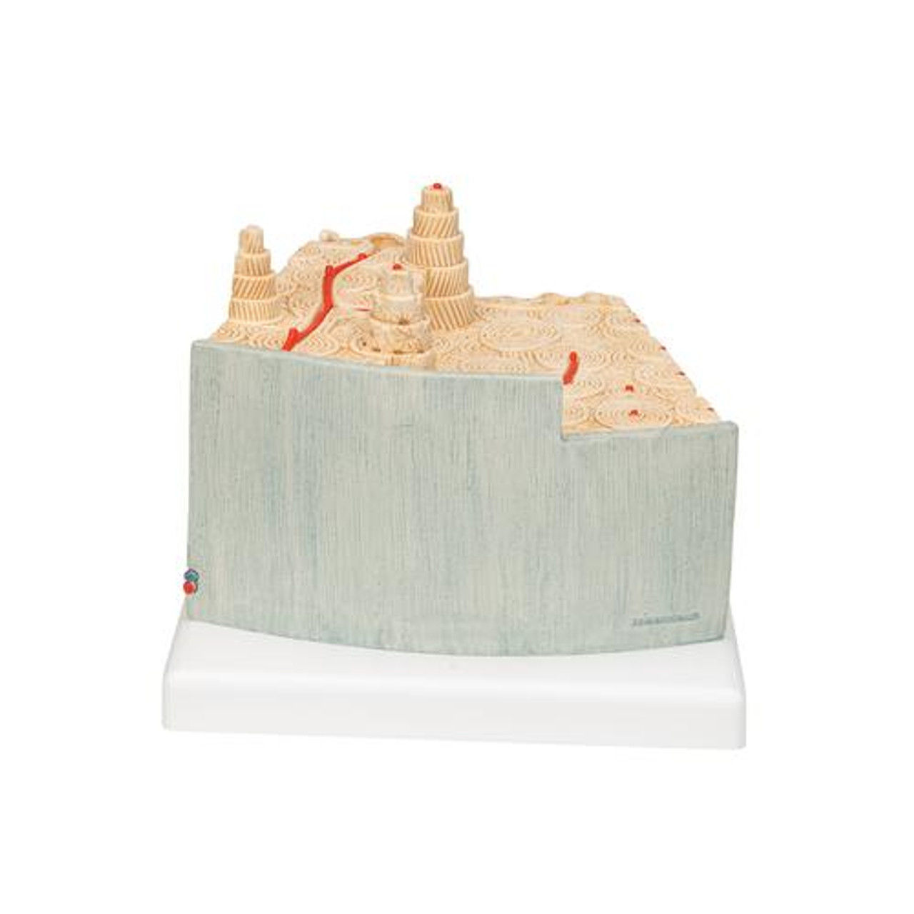 Microanatomy Bone Structure Anatomy Model 3D print model_8