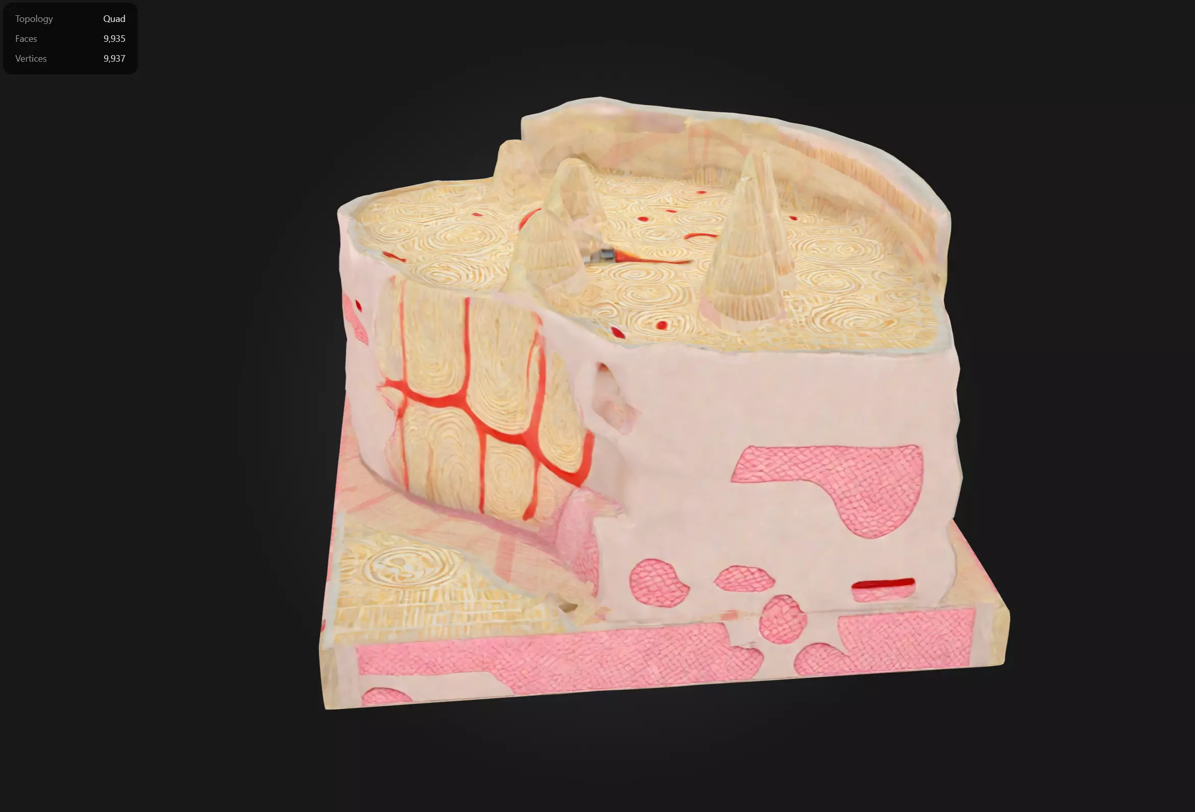 Microanatomy Bone Structure Anatomy Model 3D print model_0