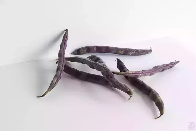 Bean Pod 3D model