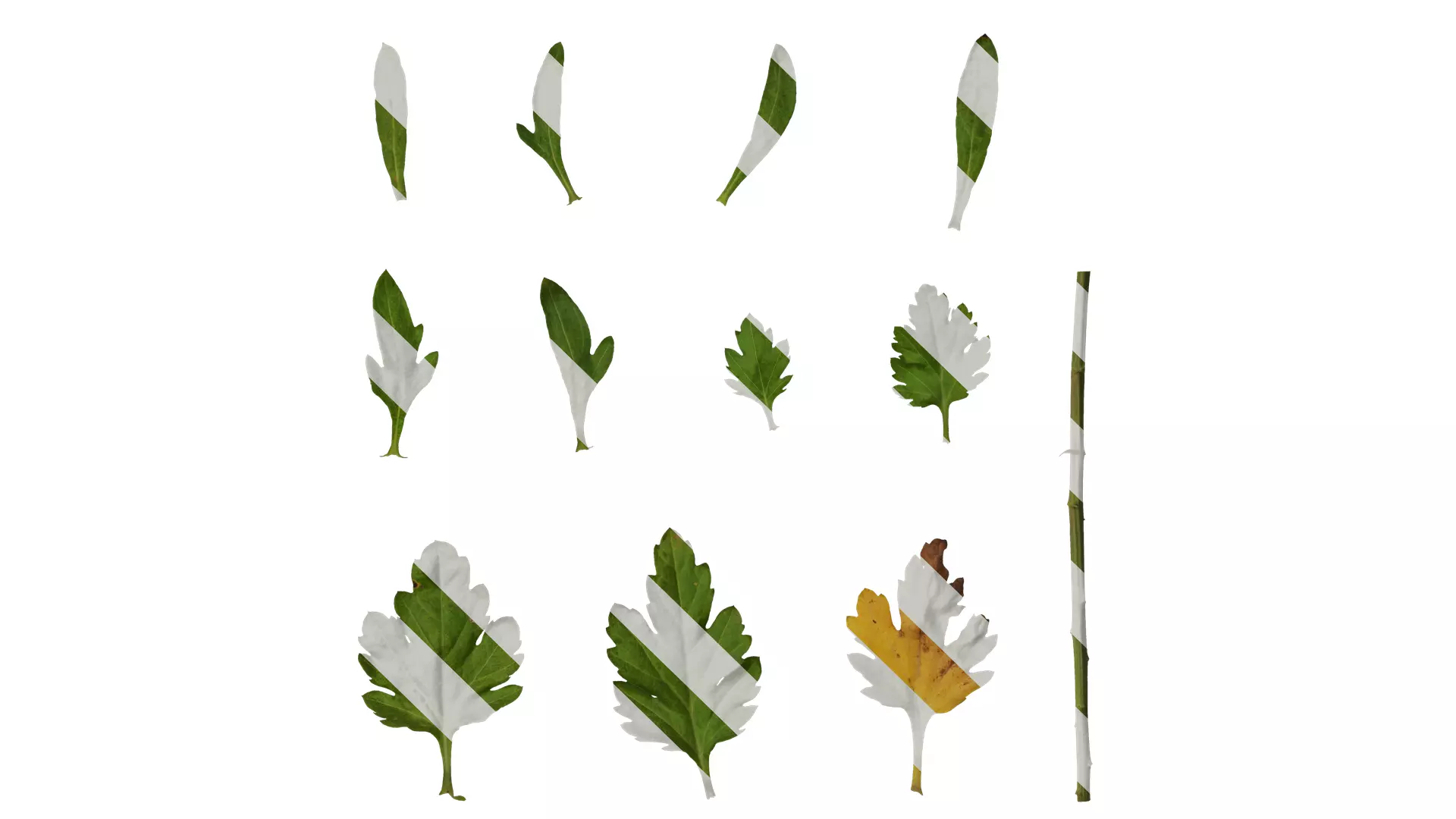 Anydrafts Bellis perennis Leaf 01 Texture