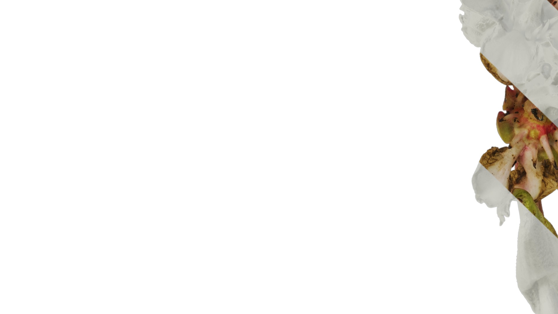 Anydrafts Bergenia purpurascens Atlas 01 Texture_1