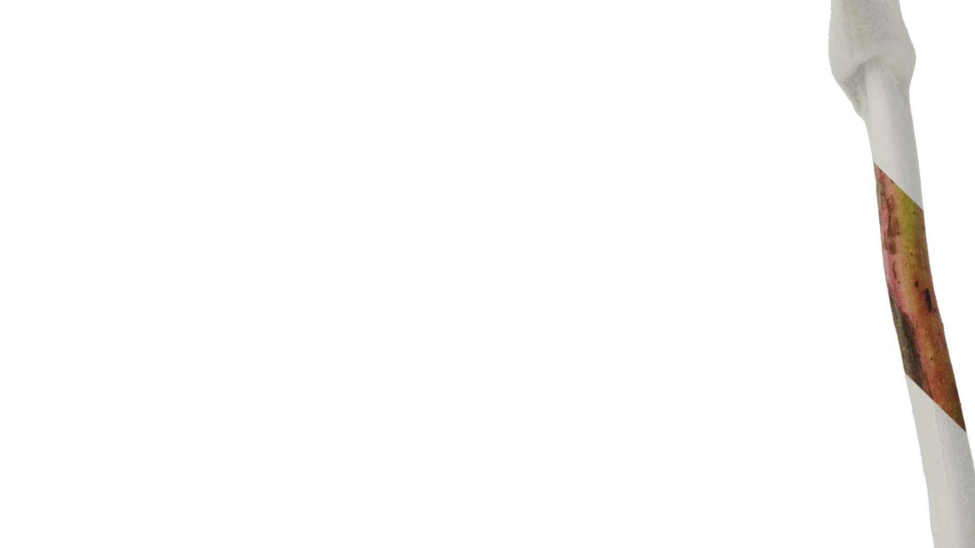 Anydrafts Bergenia purpurascens Atlas 01 Texture_3