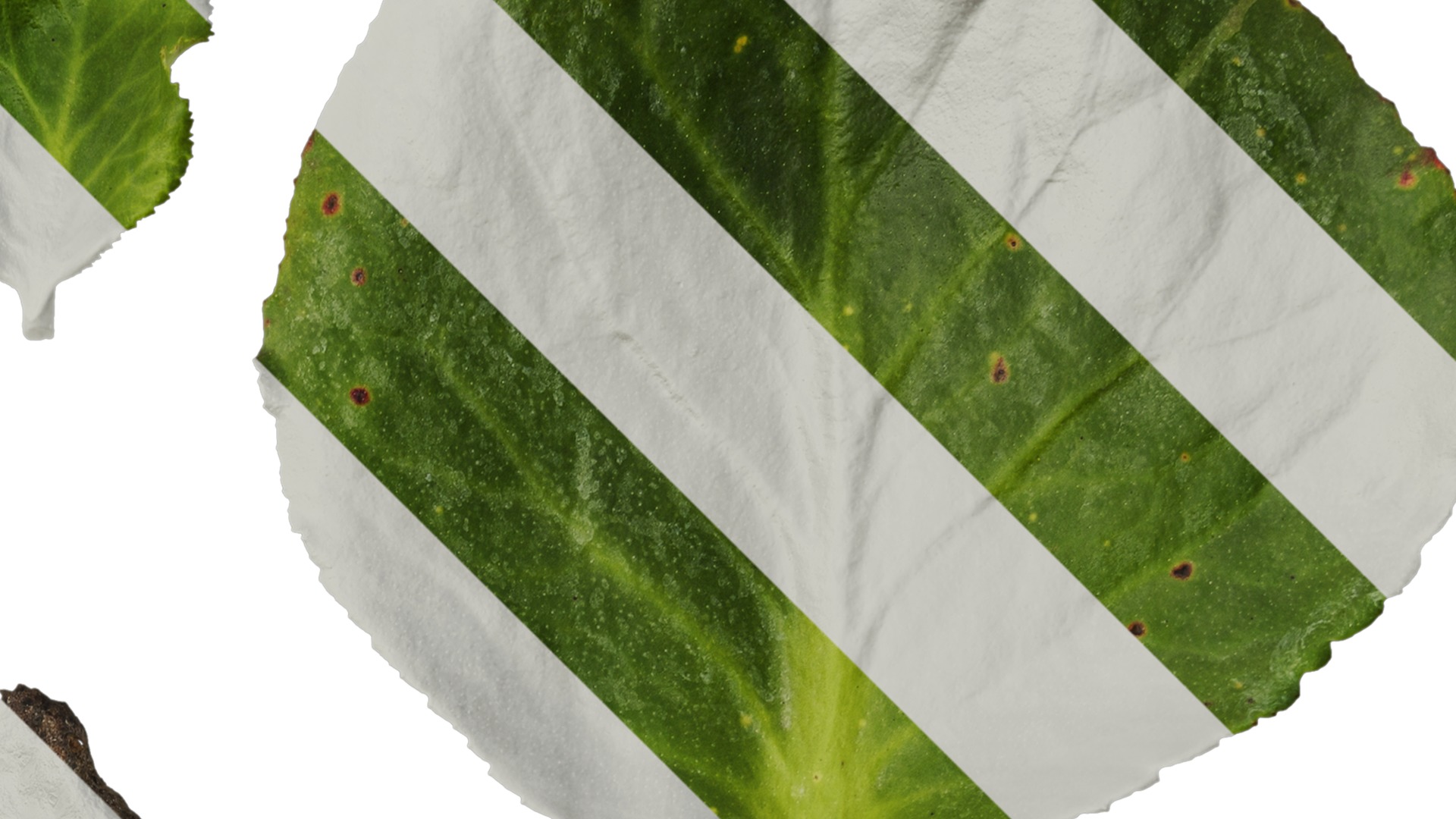 Anydrafts Bergenia purpurascens Leaf 01 Texture_2