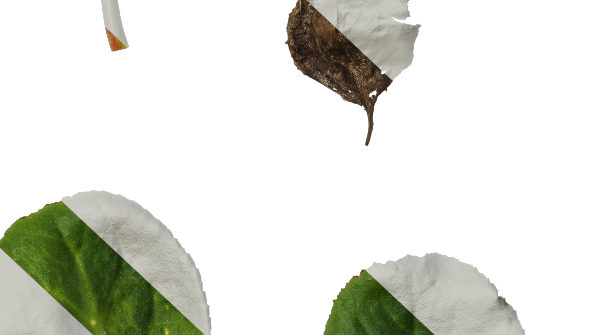 Anydrafts Bergenia purpurascens Leaf 01 Texture_7