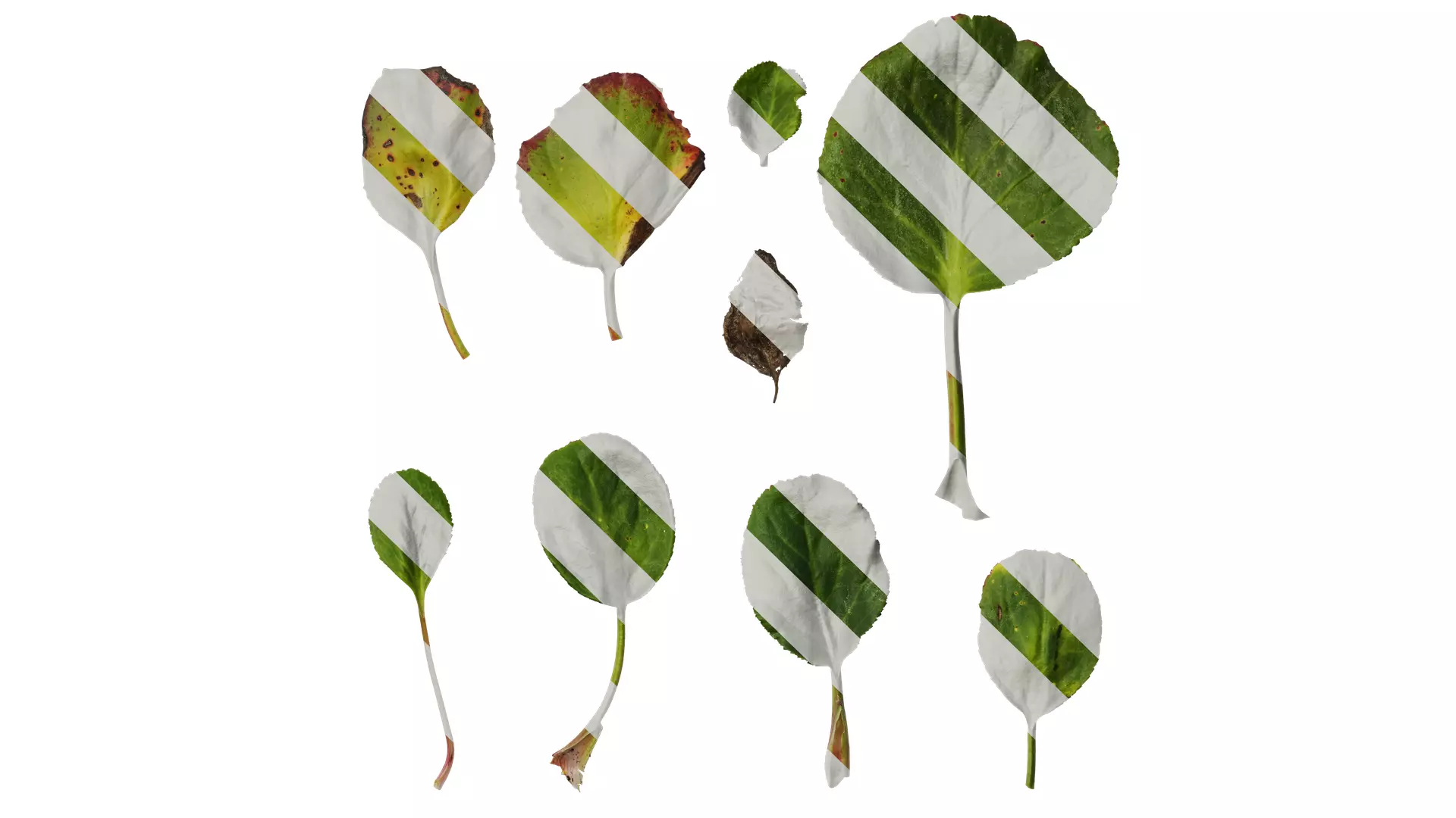 Anydrafts Bergenia purpurascens Leaf 01 Texture_0