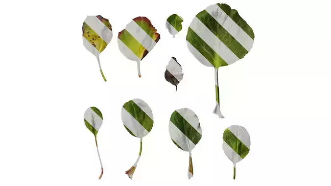 Anydrafts Bergenia purpurascens Leaf 01