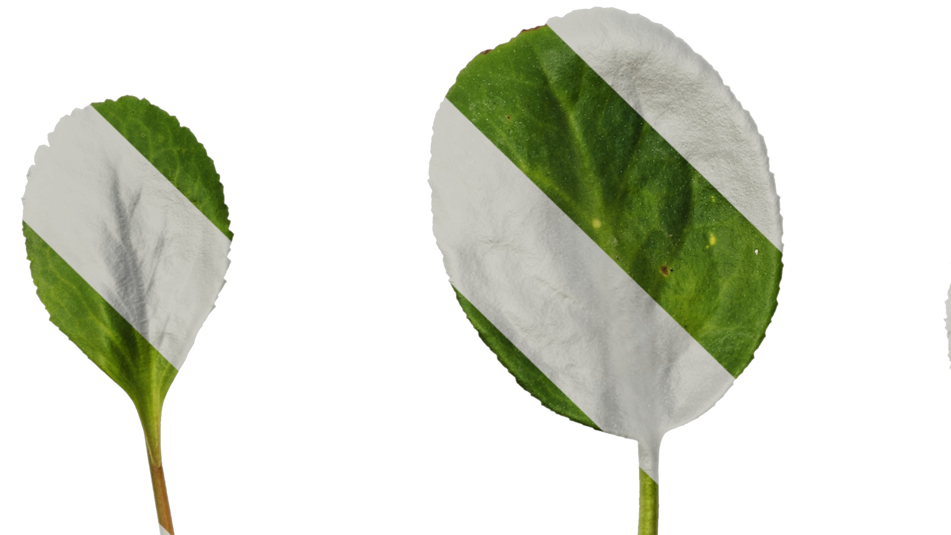 Anydrafts Bergenia purpurascens Leaf 01 Texture_5