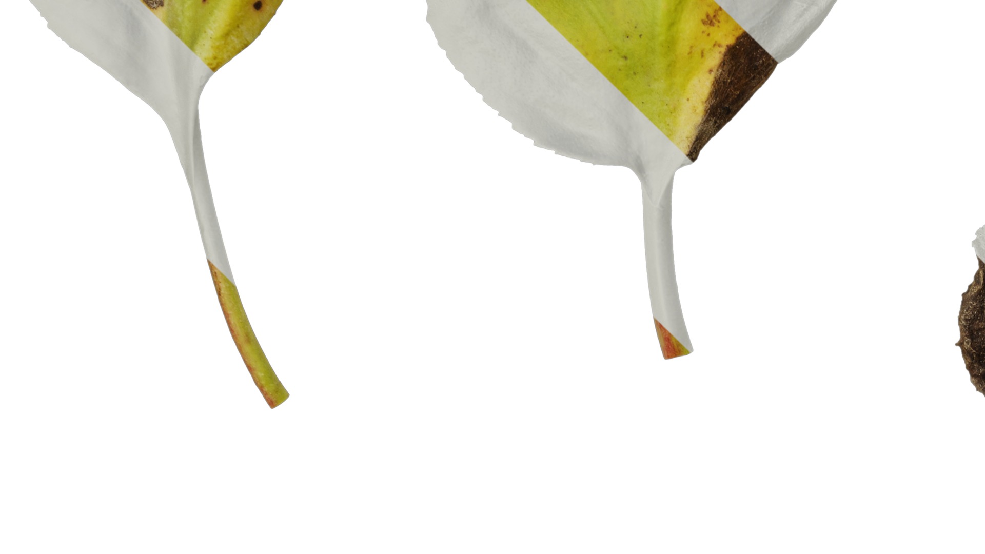 Anydrafts Bergenia purpurascens Leaf 01 Texture_3