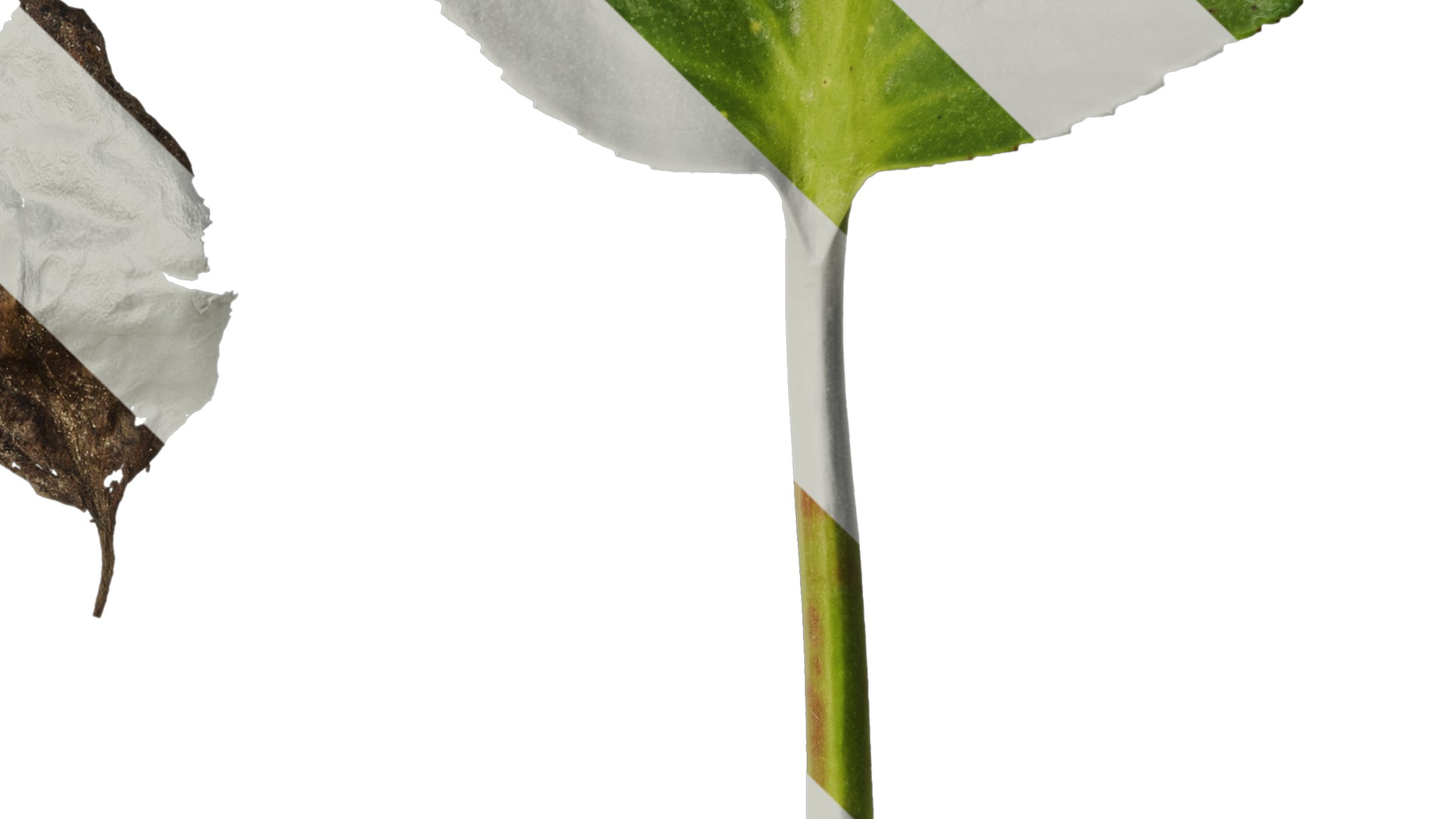 Anydrafts Bergenia purpurascens Leaf 01 Texture_4