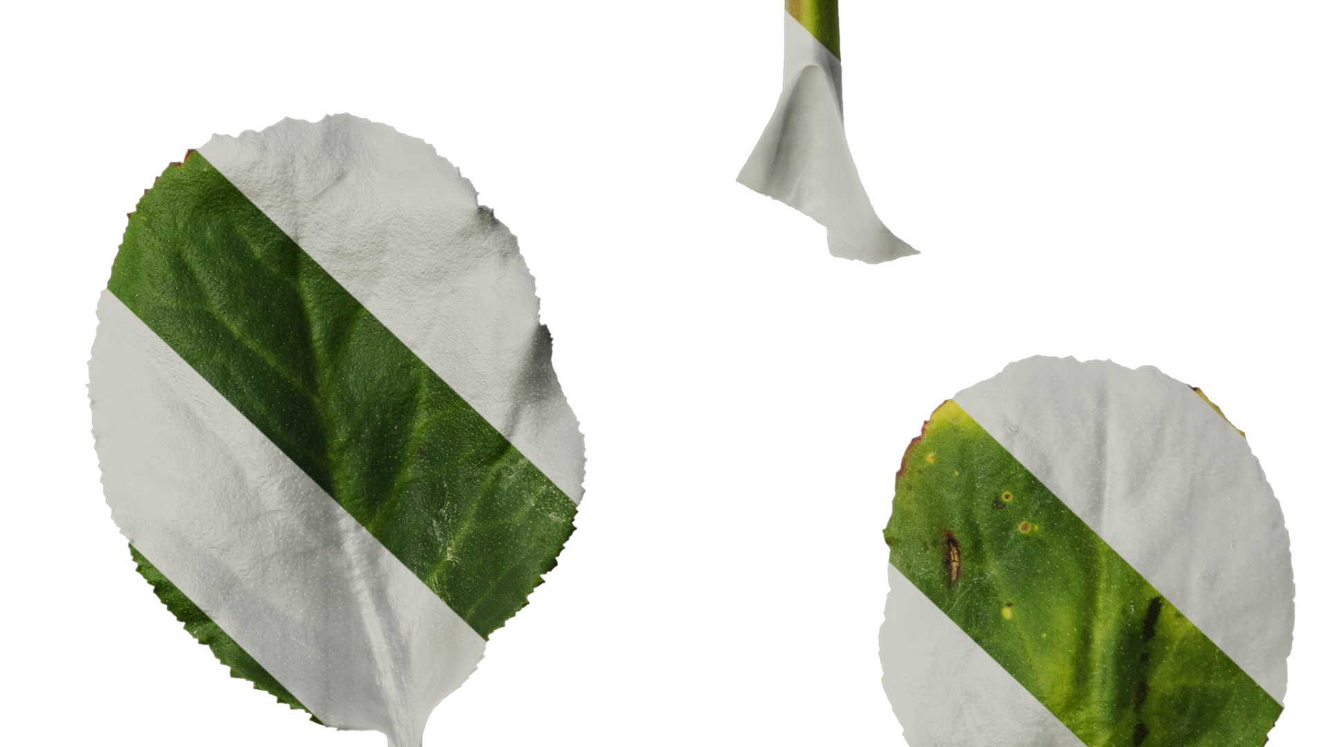 Anydrafts Bergenia purpurascens Leaf 01 Texture_6