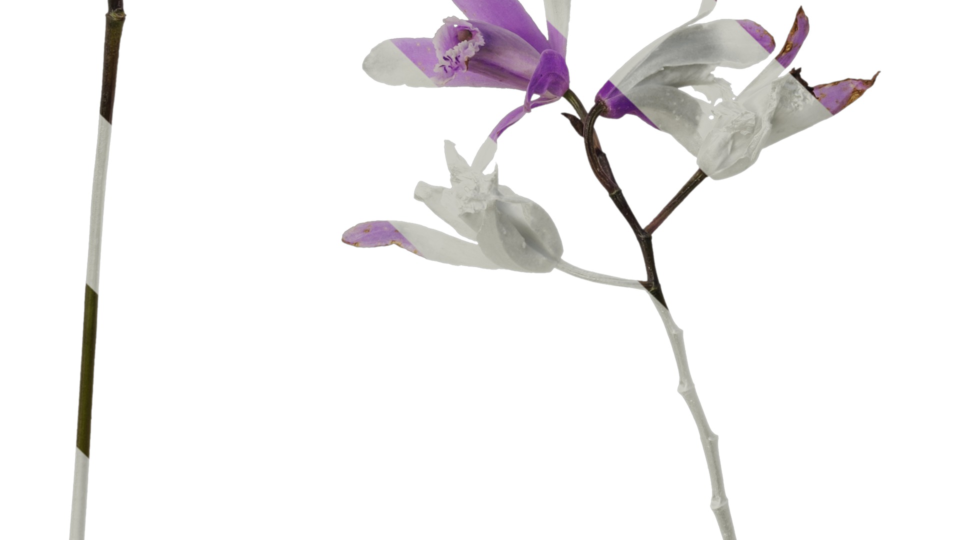 Anydrafts Bletilla striata Flower 03 Texture_5