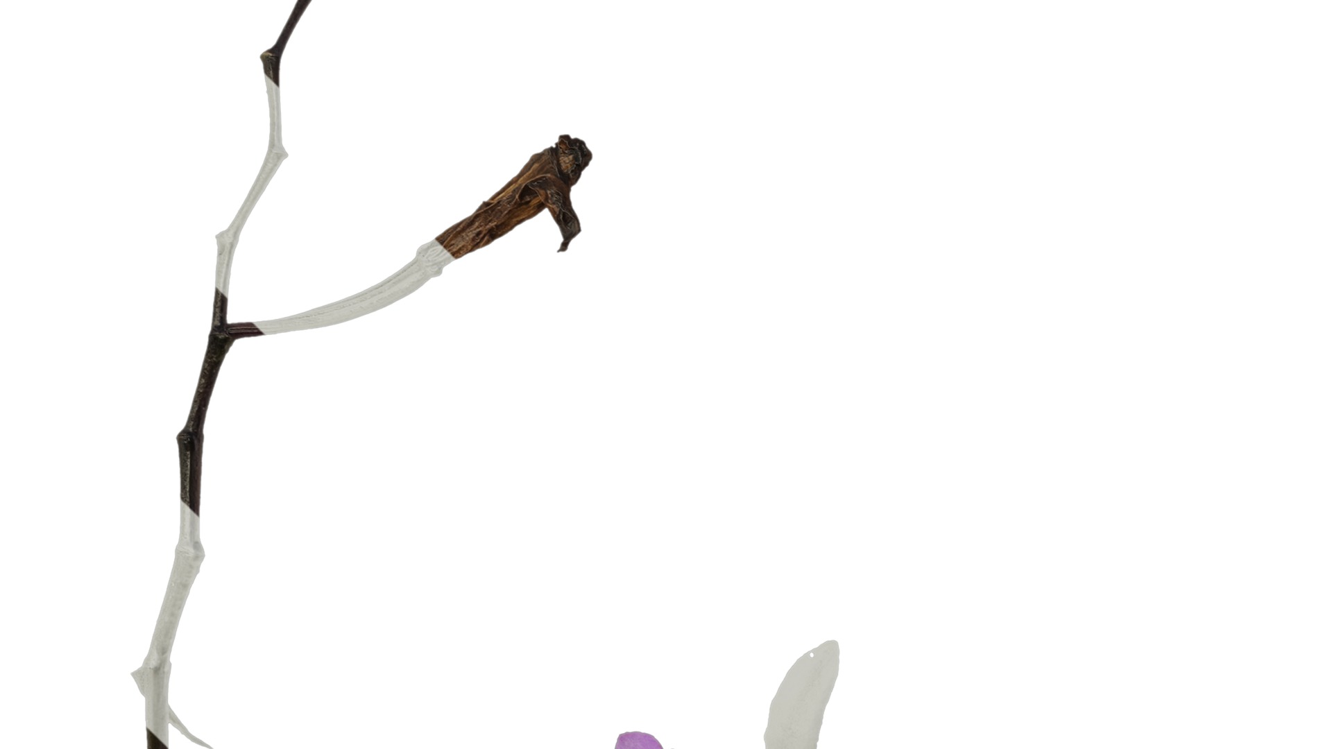 Anydrafts Bletilla striata Flower 03 Texture_3