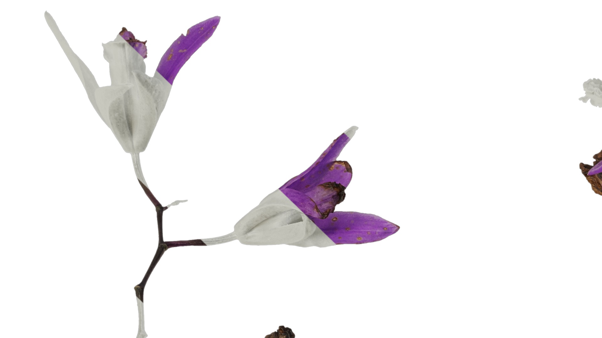 Anydrafts Bletilla striata Flower 03 Texture_1