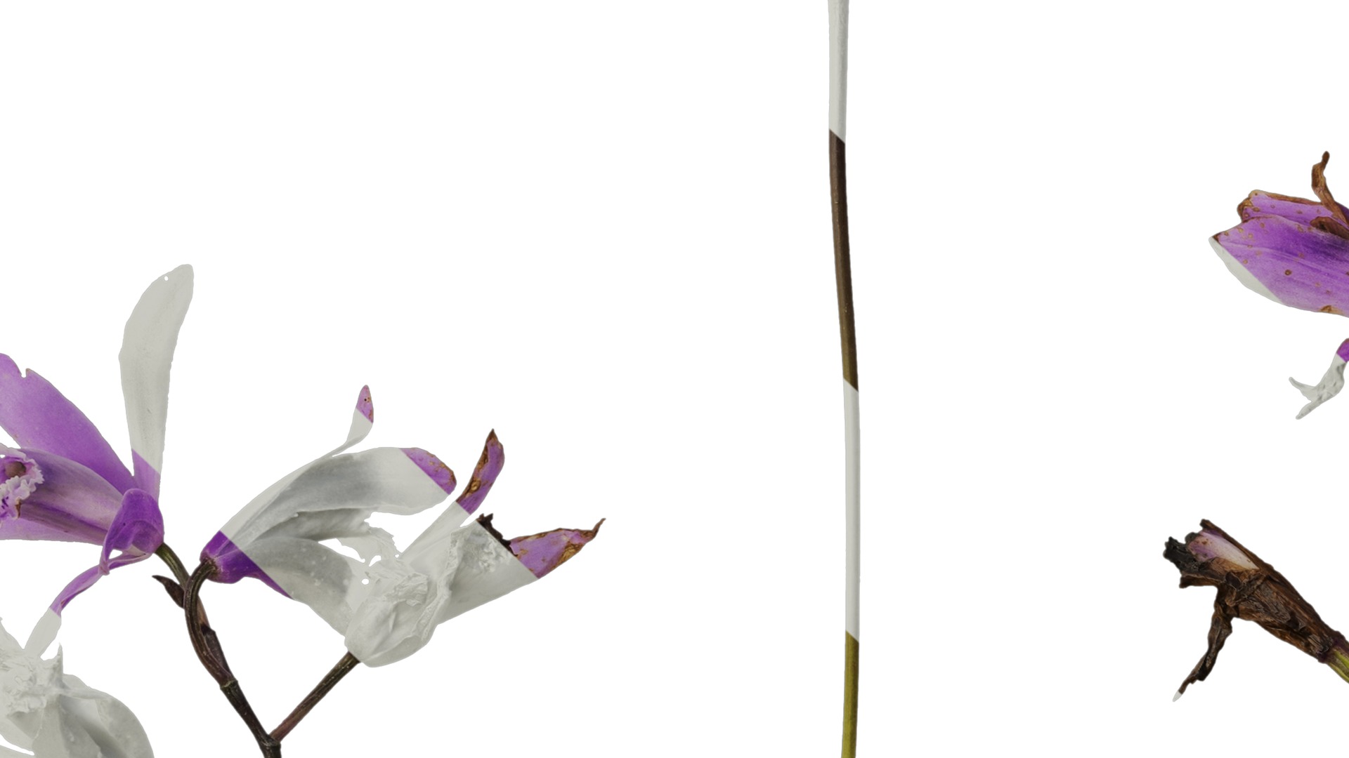 Anydrafts Bletilla striata Flower 03 Texture_7