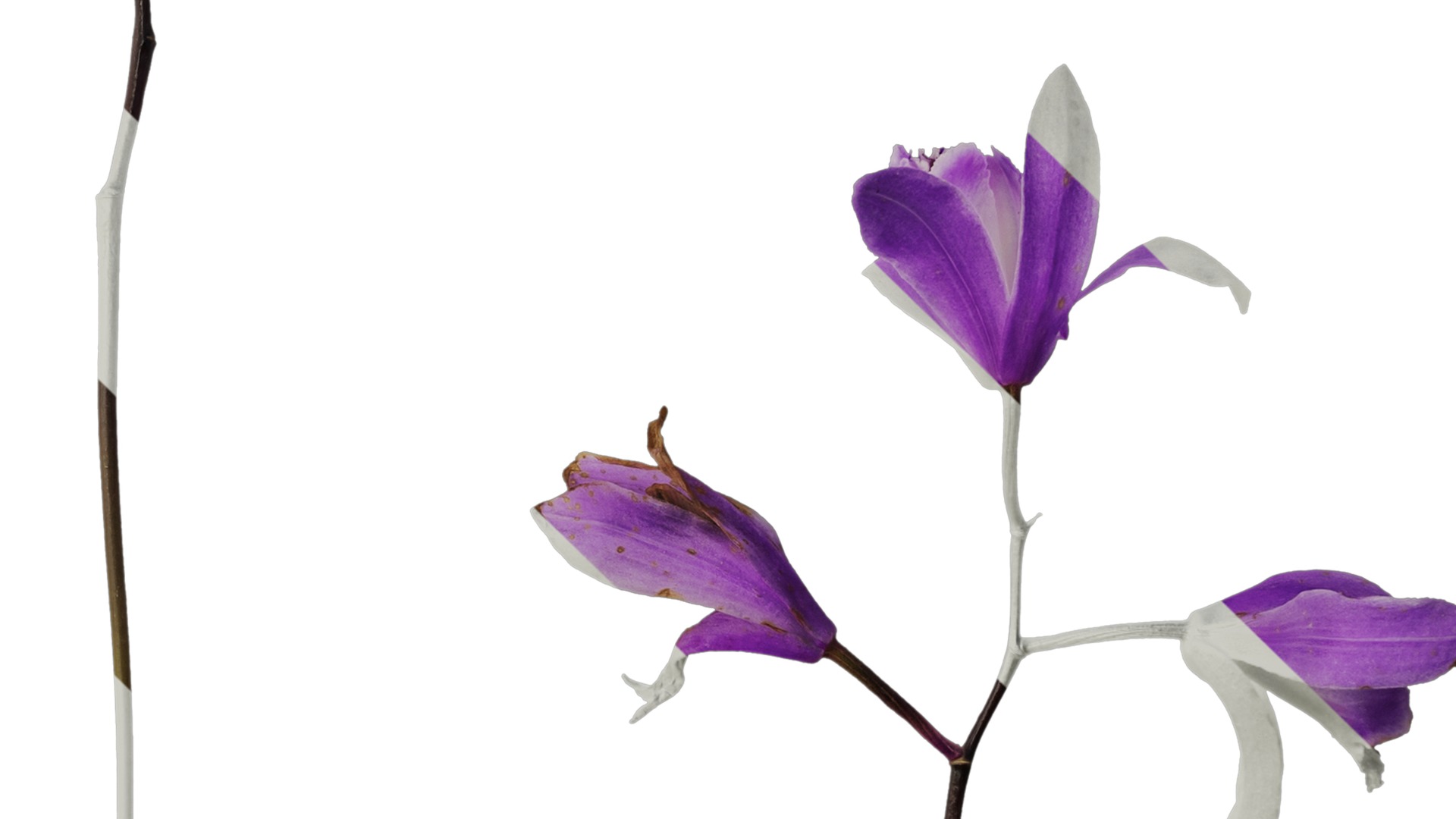 Anydrafts Bletilla striata Flower 03 Texture_4