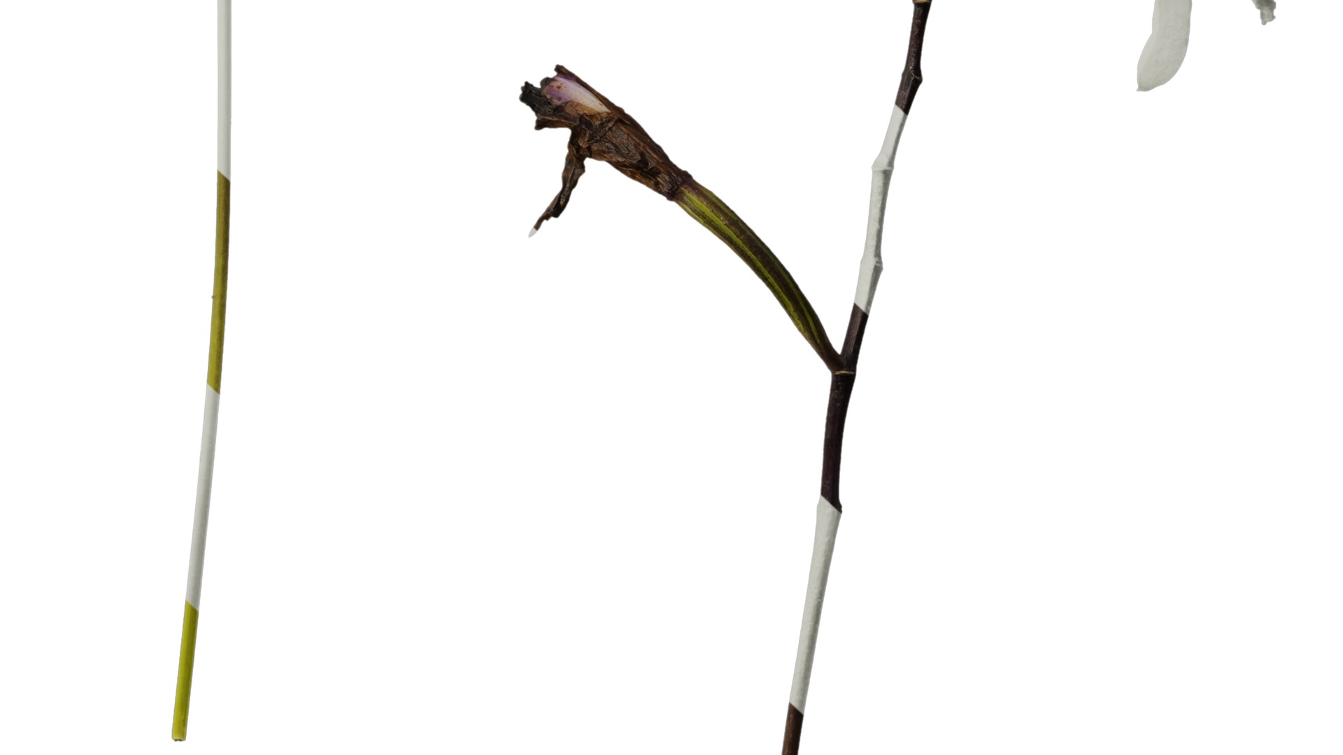 Anydrafts Bletilla striata Flower 03 Texture_6