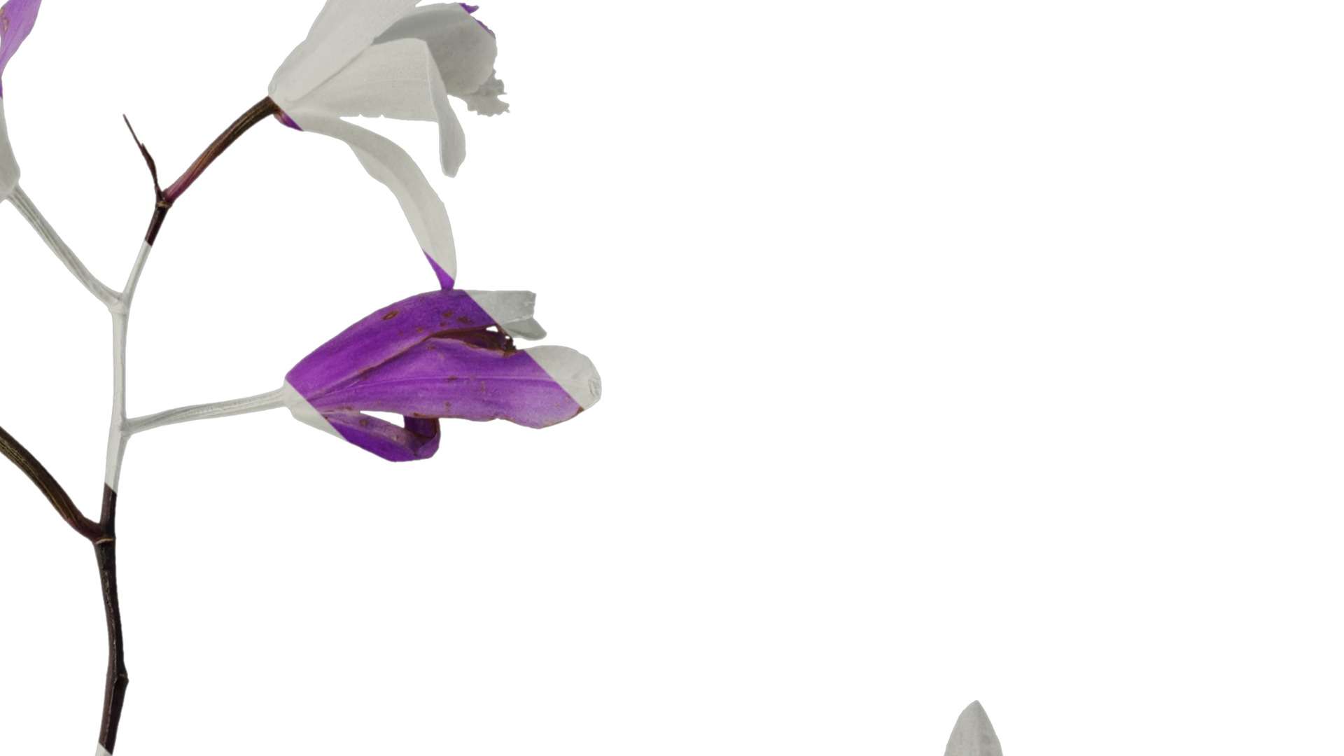 Anydrafts Bletilla striata Flower 03 Texture_2