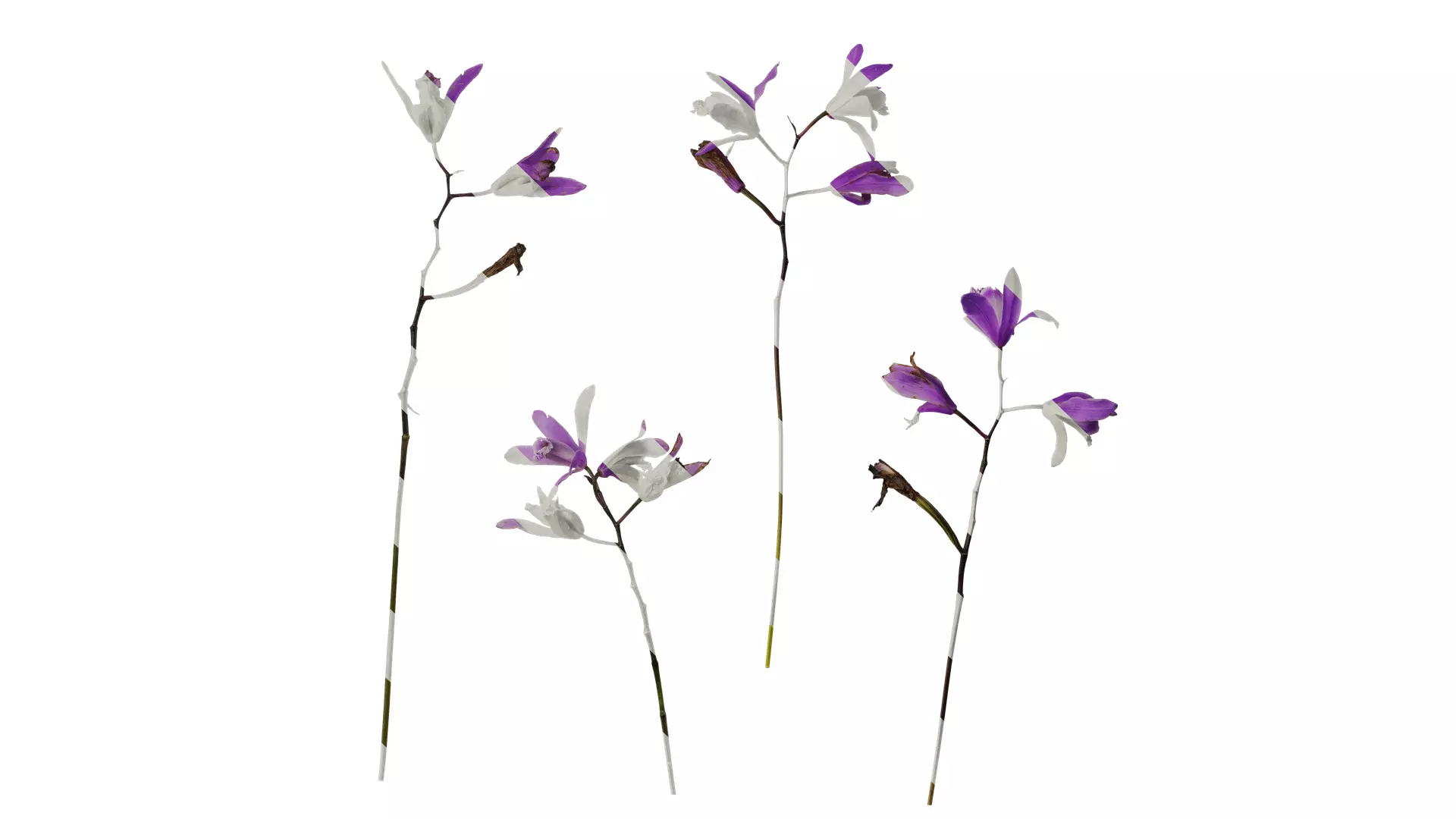 Anydrafts Bletilla striata Flower 03 Texture_0