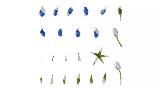 Anydrafts Borago officinalis Flower 01 Texture