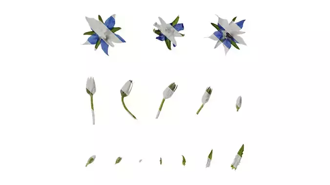 Anydrafts Borago officinalis Flower 02 Texture