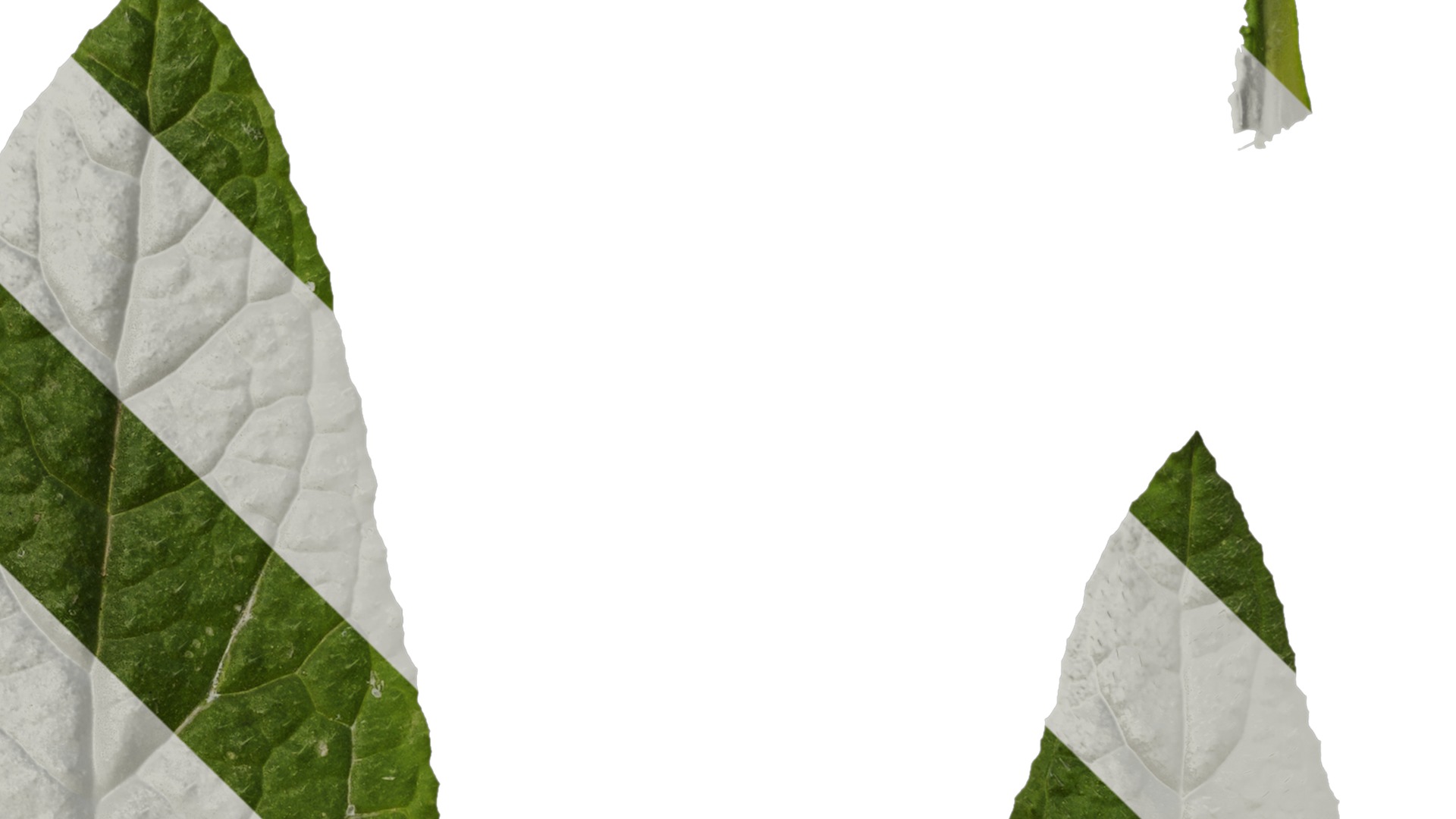 Anydrafts Borago officinalis Leaf 01 Texture_4