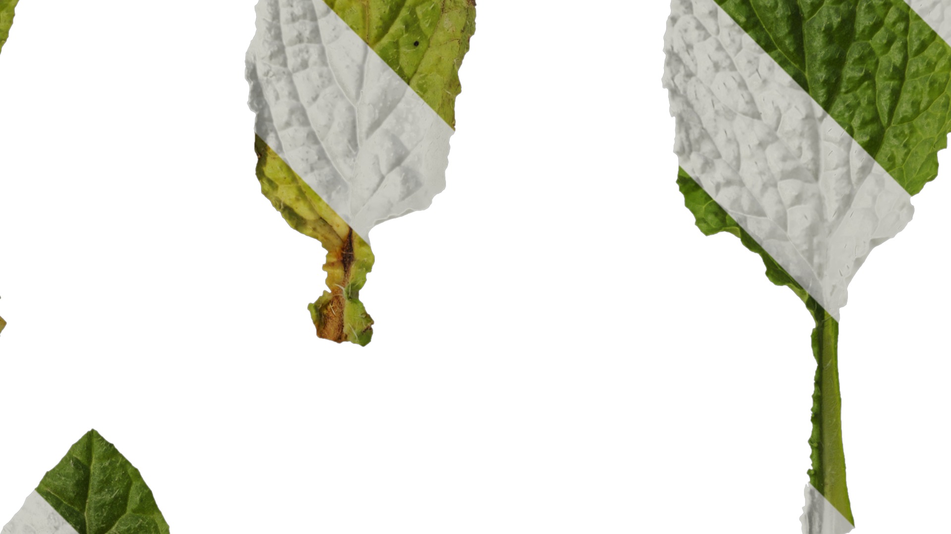 Anydrafts Borago officinalis Leaf 01 Texture_2