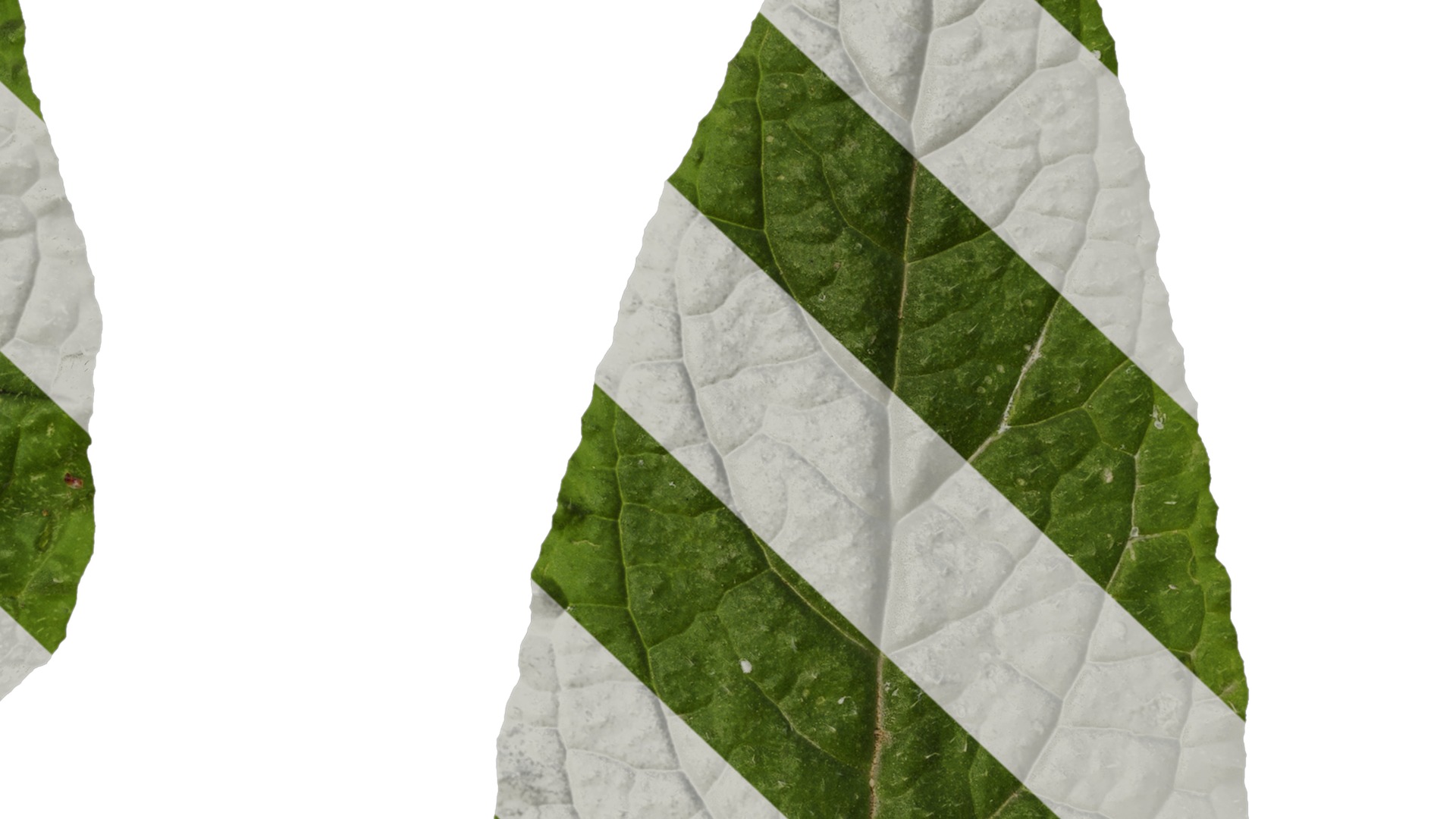 Anydrafts Borago officinalis Leaf 01 Texture_7