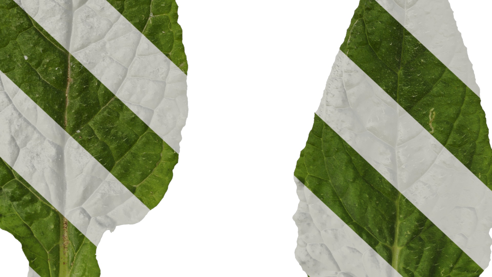 Anydrafts Borago officinalis Leaf 01 Texture_6