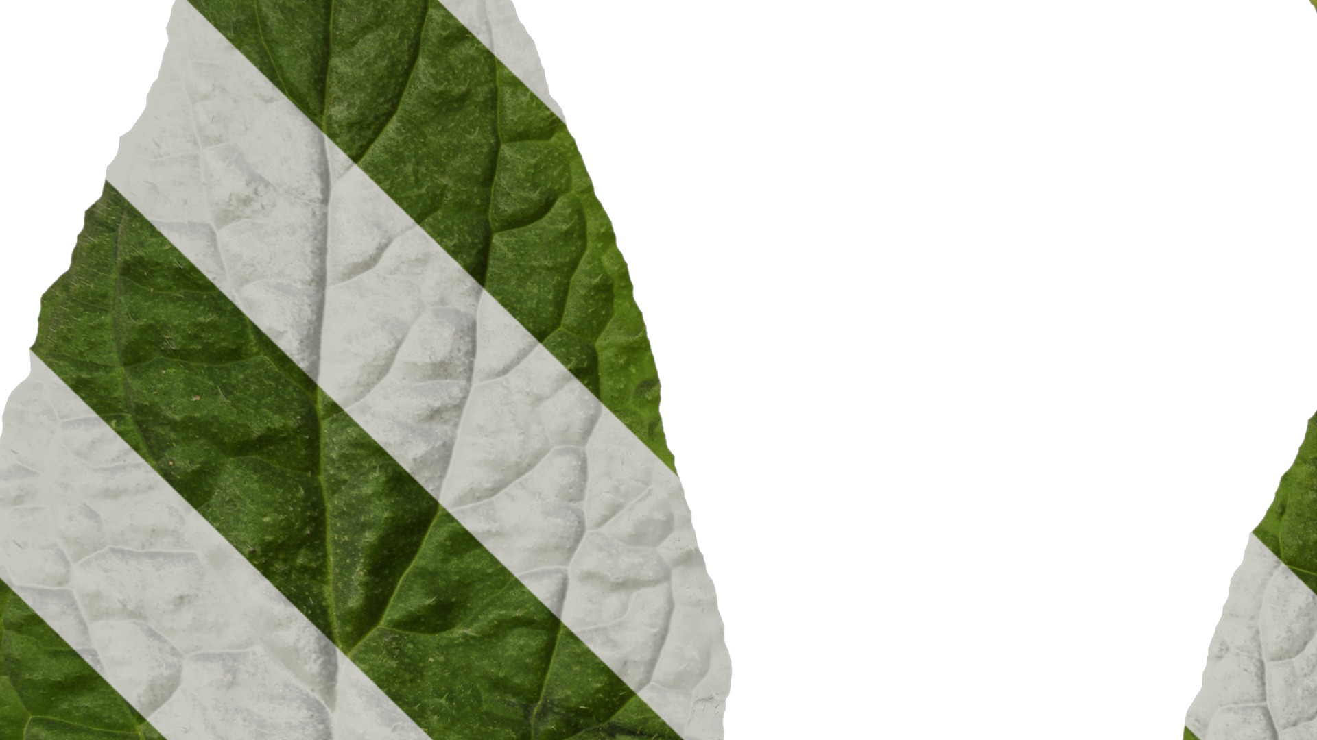 Anydrafts Borago officinalis Leaf 01 Texture_3