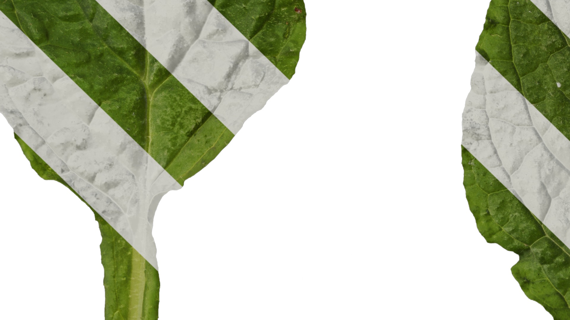 Anydrafts Borago officinalis Leaf 01 Texture_5