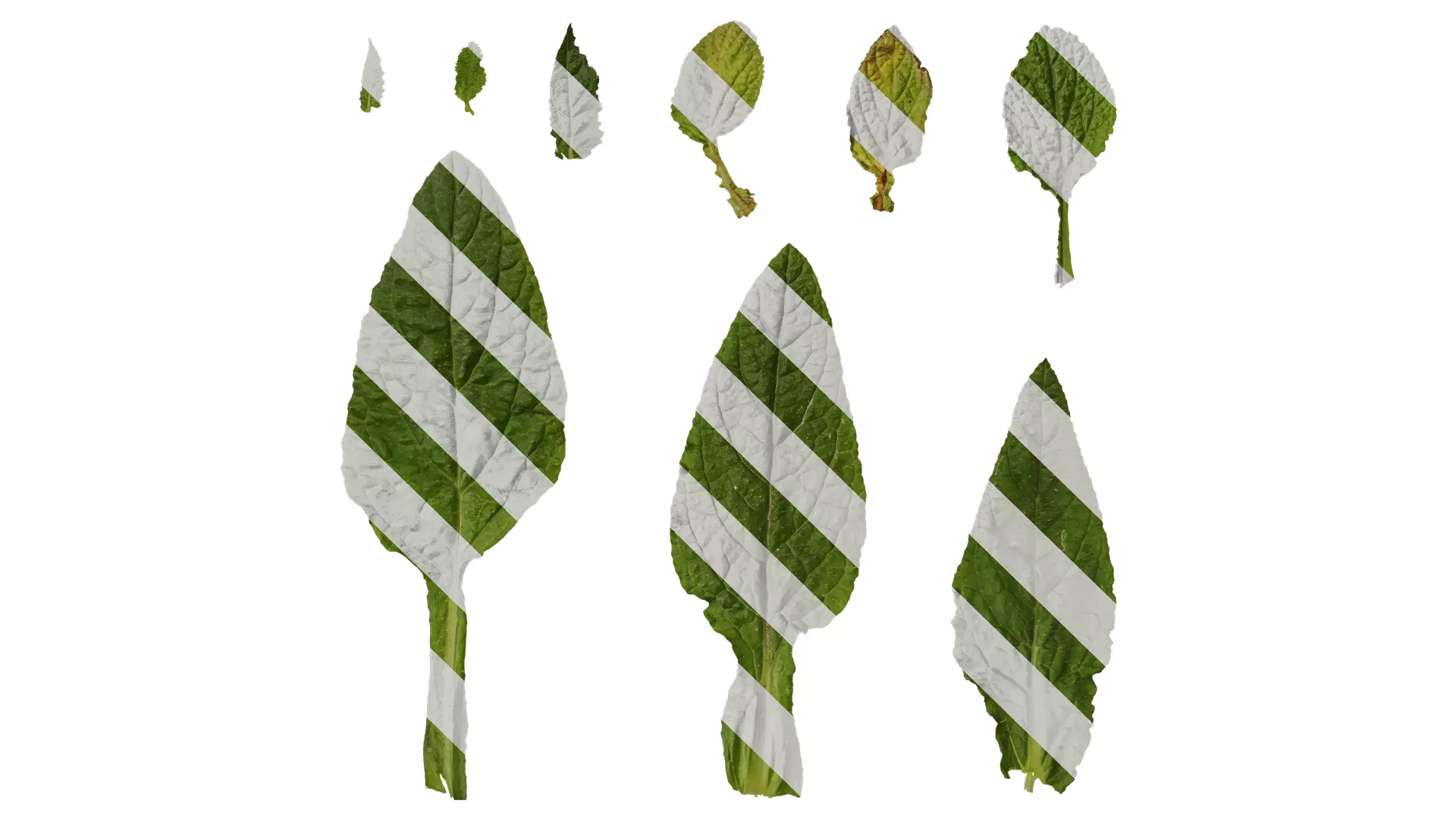 Anydrafts Borago officinalis Leaf 01 Texture_0