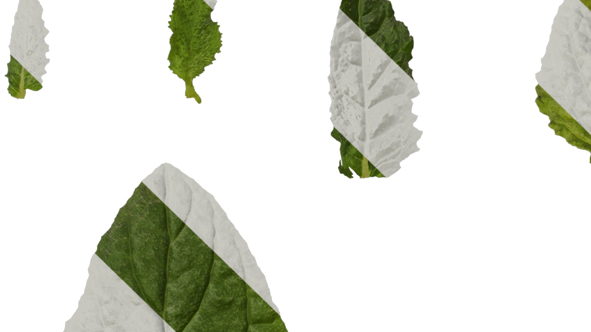 Anydrafts Borago officinalis Leaf 01 Texture_1