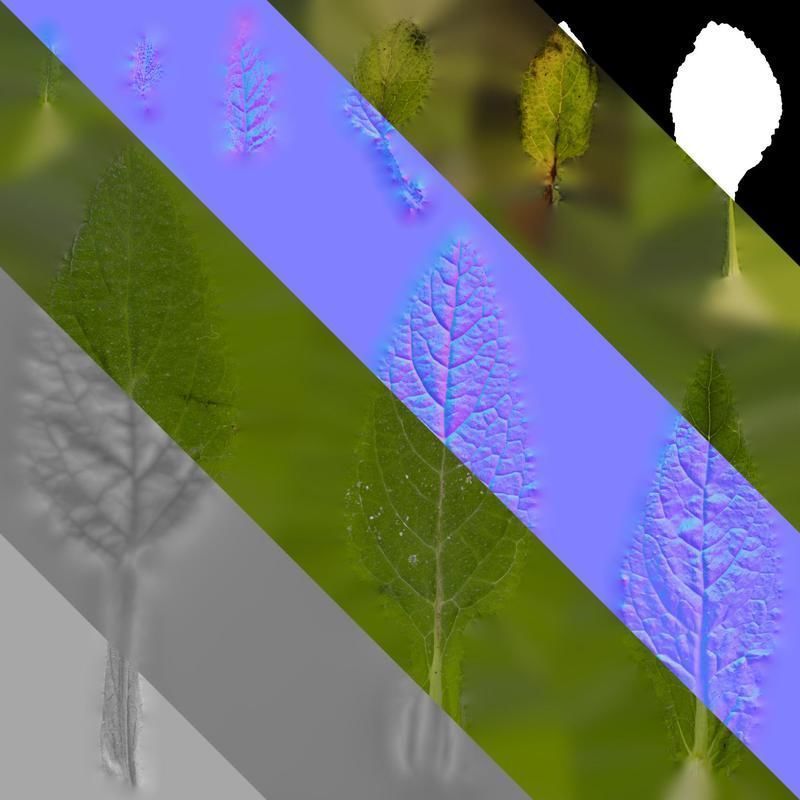 Anydrafts Borago officinalis Leaf 01 Texture_8