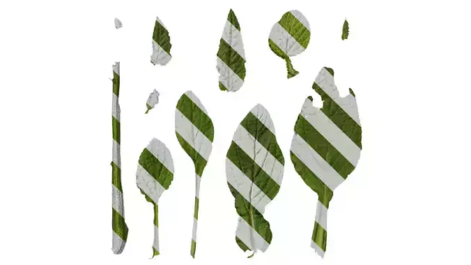 Anydrafts Borago officinalis Leaf 02 Texture