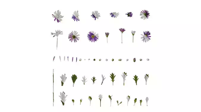 Anydrafts Brachyscome angustifolia Atlas 02