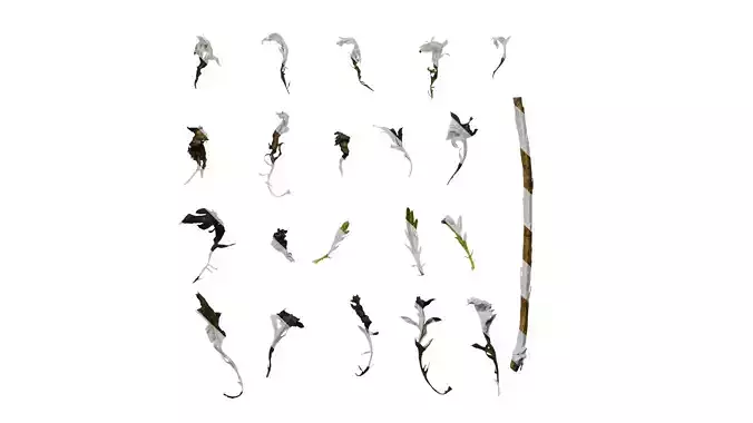 Anydrafts Brachyscome angustifolia Leaf 01