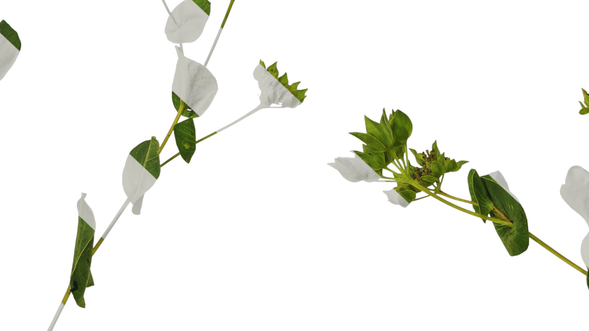 Anydrafts Bupleurum rotundifolium Atlas 04 Texture_7