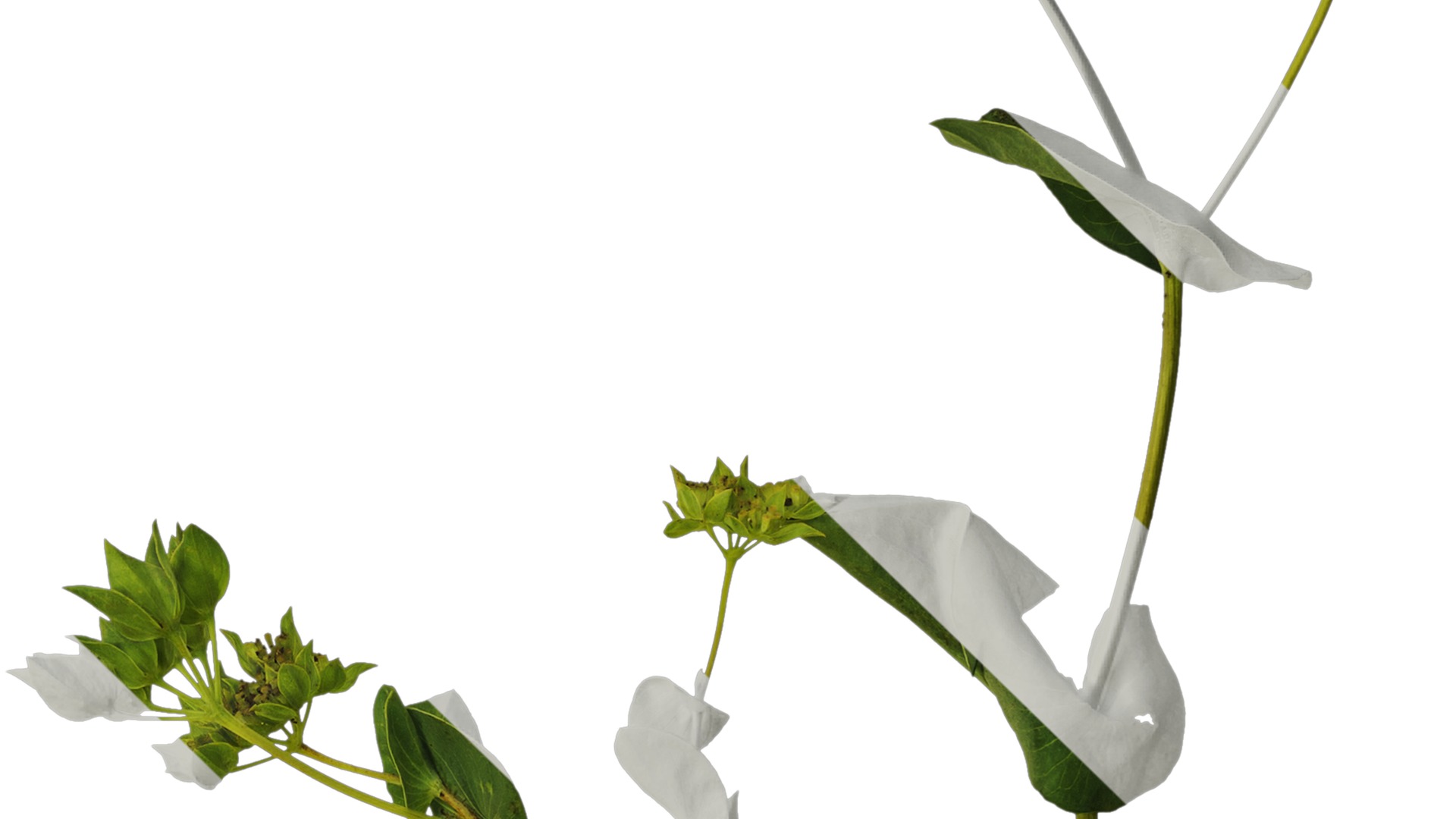 Anydrafts Bupleurum rotundifolium Atlas 04 Texture_4