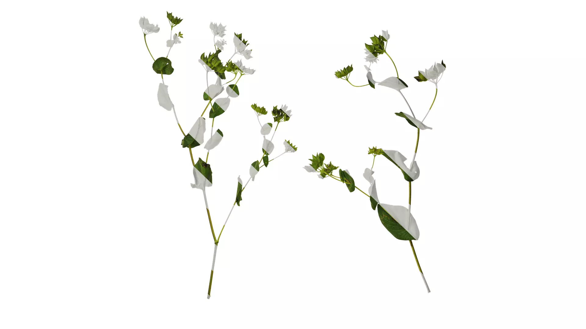 Anydrafts Bupleurum rotundifolium Atlas 04 Texture_0