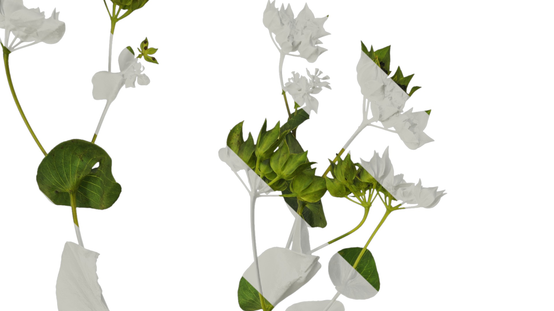 Anydrafts Bupleurum rotundifolium Atlas 04 Texture_1