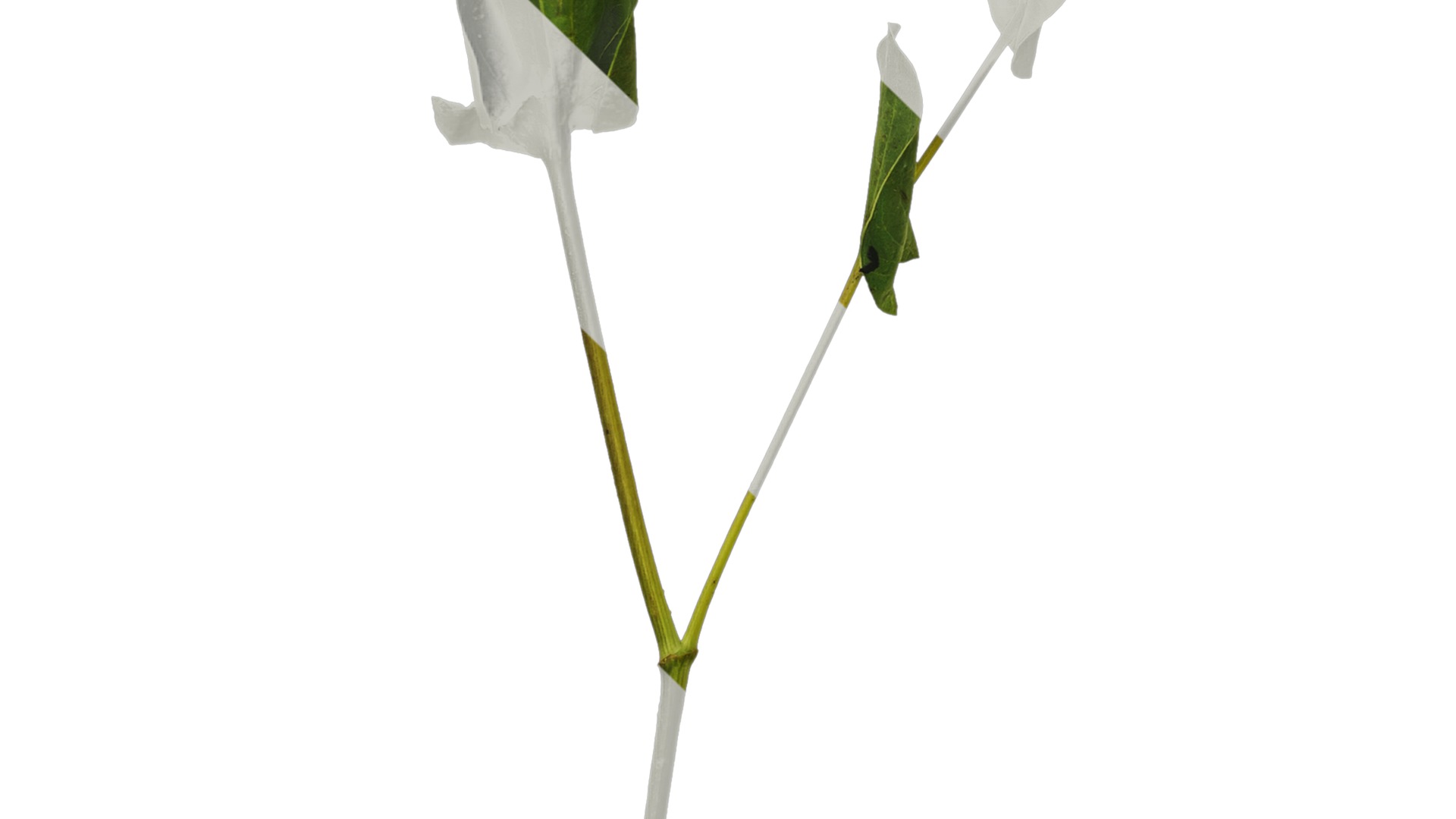 Anydrafts Bupleurum rotundifolium Atlas 04 Texture_5