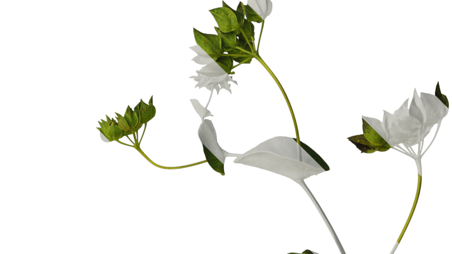 Anydrafts Bupleurum rotundifolium Atlas 04 Texture_2