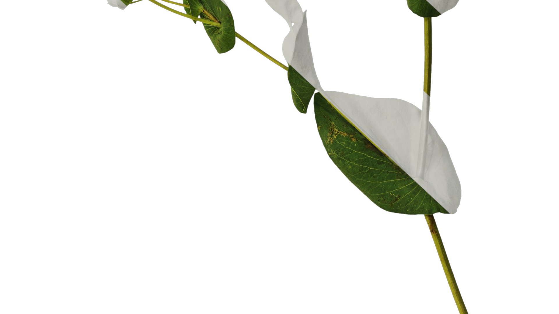 Anydrafts Bupleurum rotundifolium Atlas 04 Texture_6