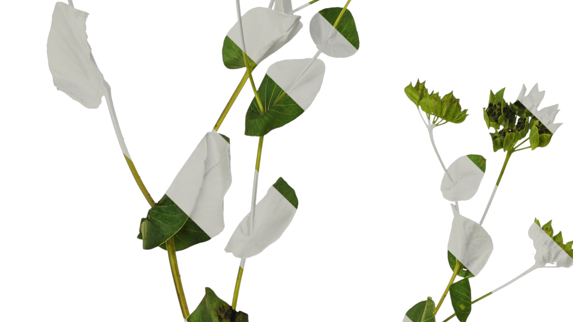 Anydrafts Bupleurum rotundifolium Atlas 04 Texture_3