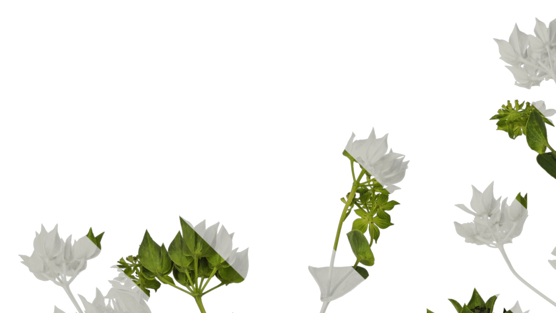 Anydrafts Bupleurum rotundifolium Atlas 05 Texture_1