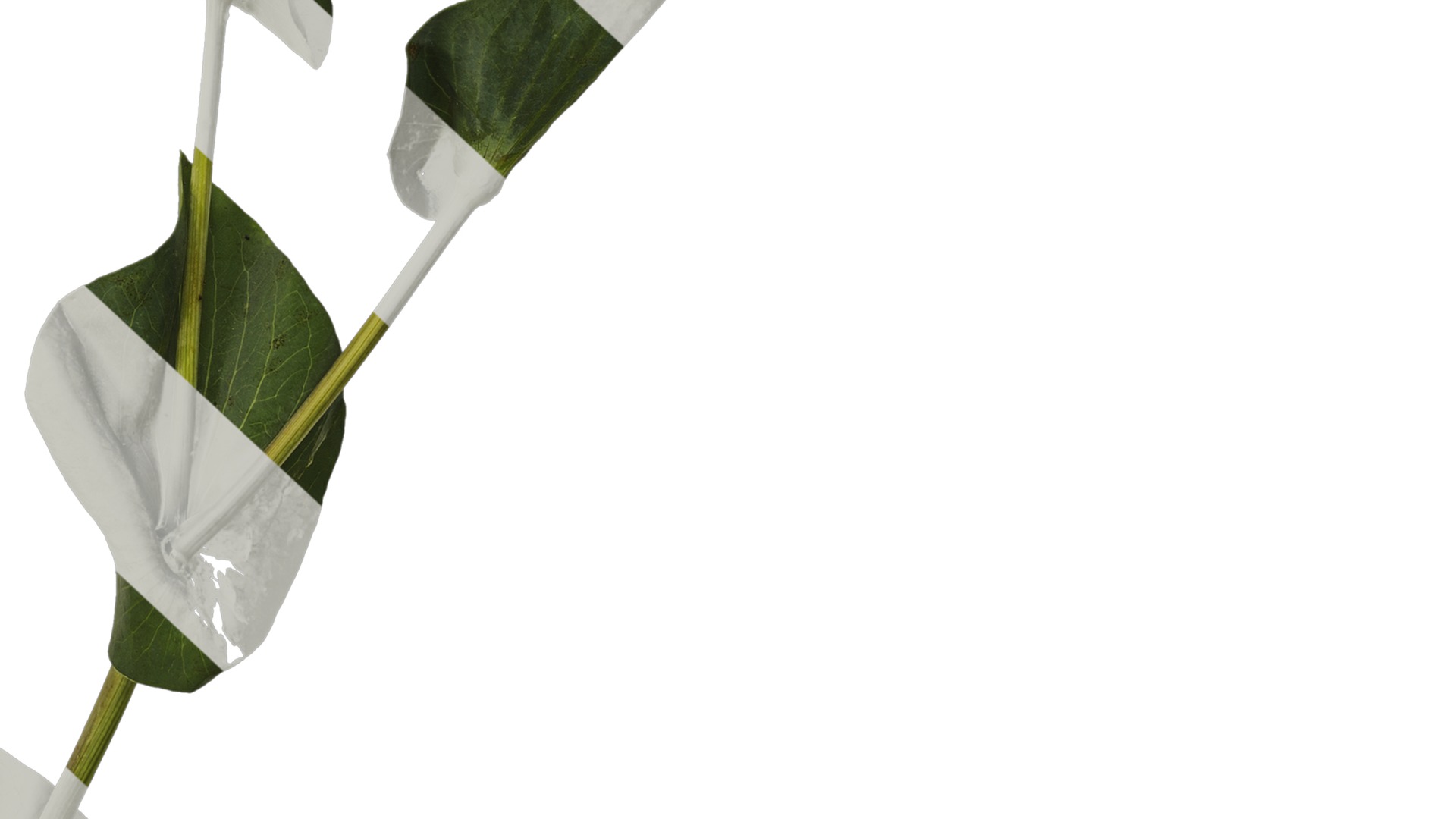 Anydrafts Bupleurum rotundifolium Atlas 05 Texture_6