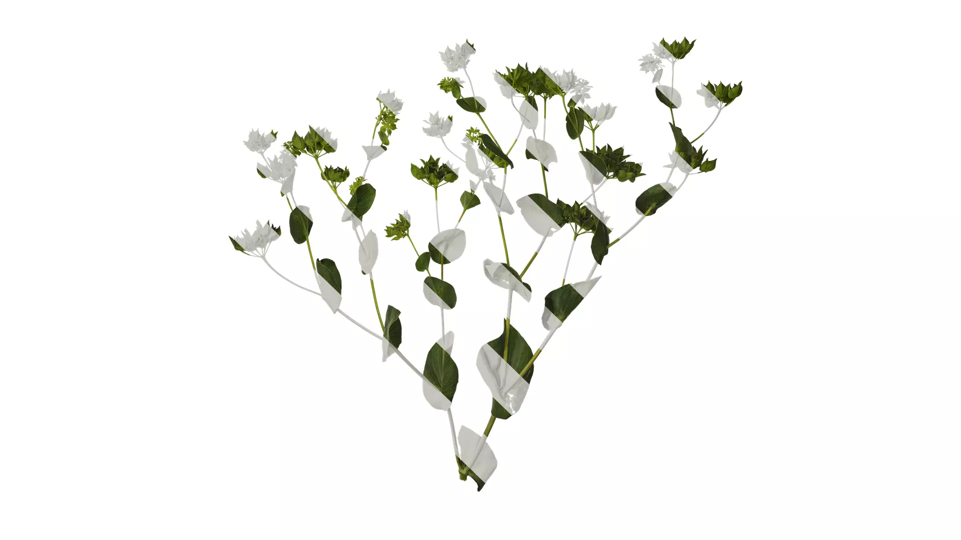 Anydrafts Bupleurum rotundifolium Atlas 05 Texture_0