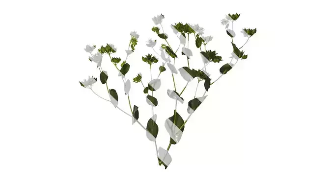 Anydrafts Bupleurum rotundifolium Atlas 05