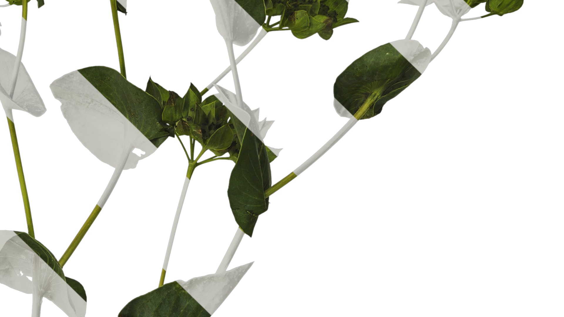 Anydrafts Bupleurum rotundifolium Atlas 05 Texture_4