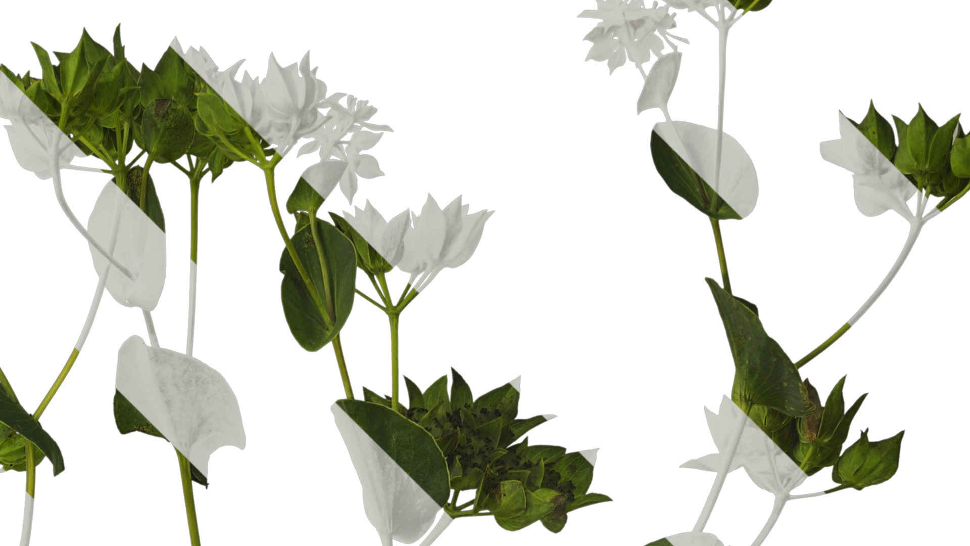 Anydrafts Bupleurum rotundifolium Atlas 05 Texture_2